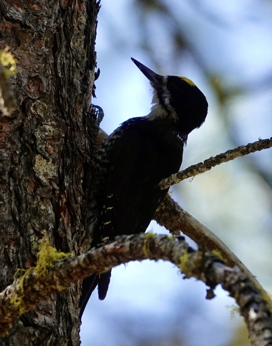 Black-backed Woodpecker - ML638304698