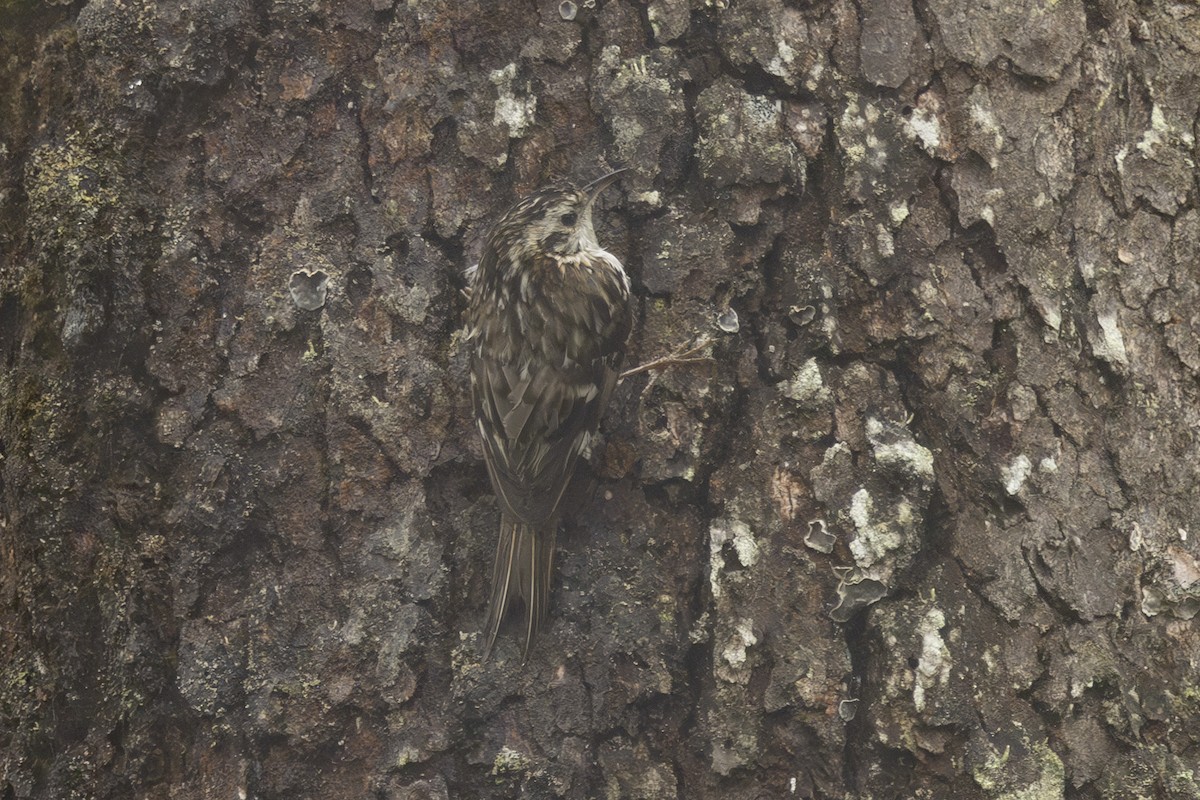 Hodgson's Treecreeper - ML638304702