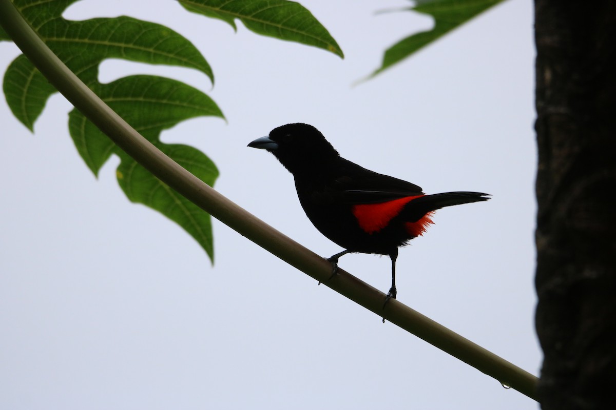 Scarlet-rumped Tanager - ML638304703