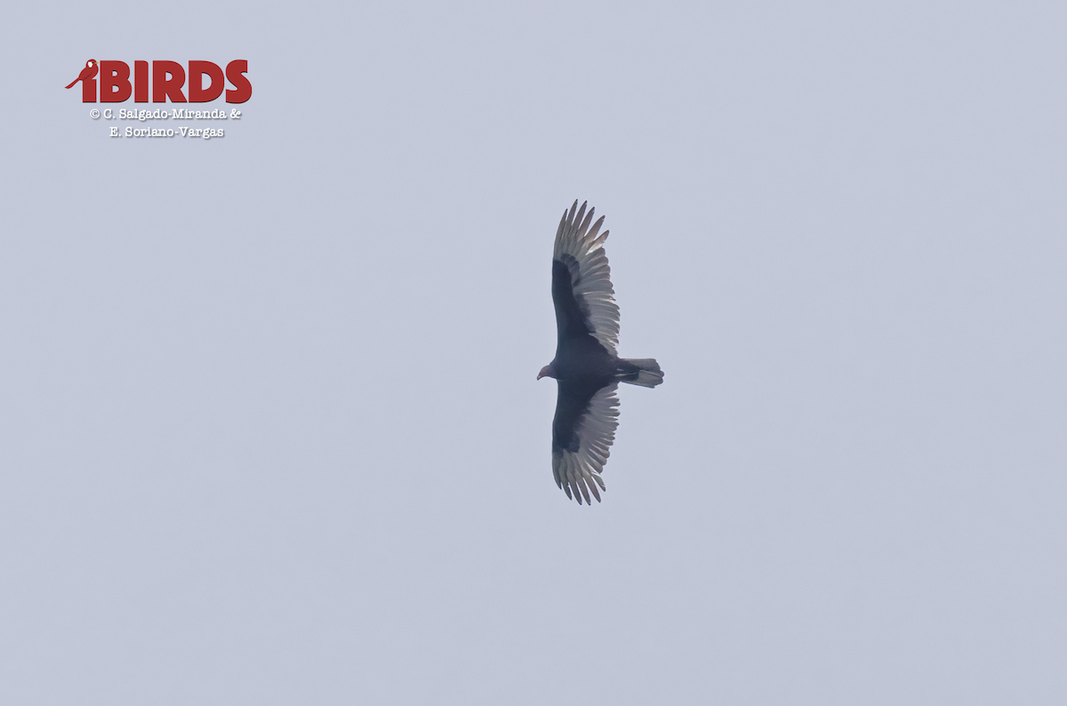 Turkey Vulture - ML638304704