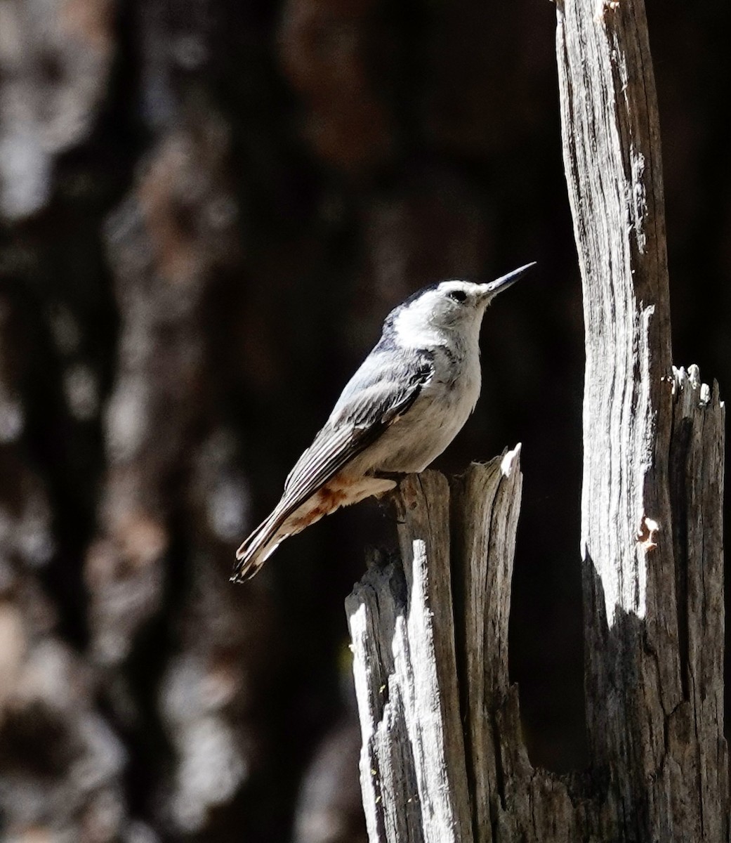 White-breasted Nuthatch - ML638304731