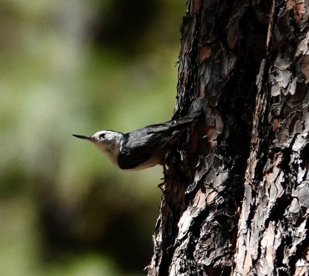 White-breasted Nuthatch - ML638304732