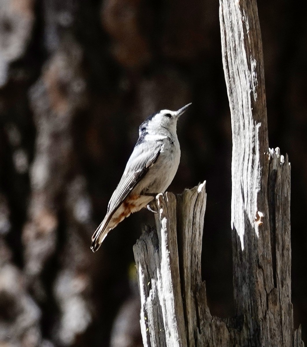 White-breasted Nuthatch - ML638304733