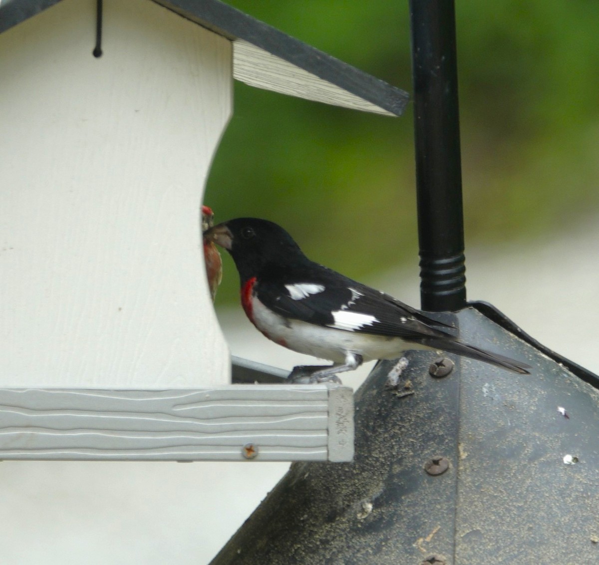 Rose-breasted Grosbeak - ML638304734