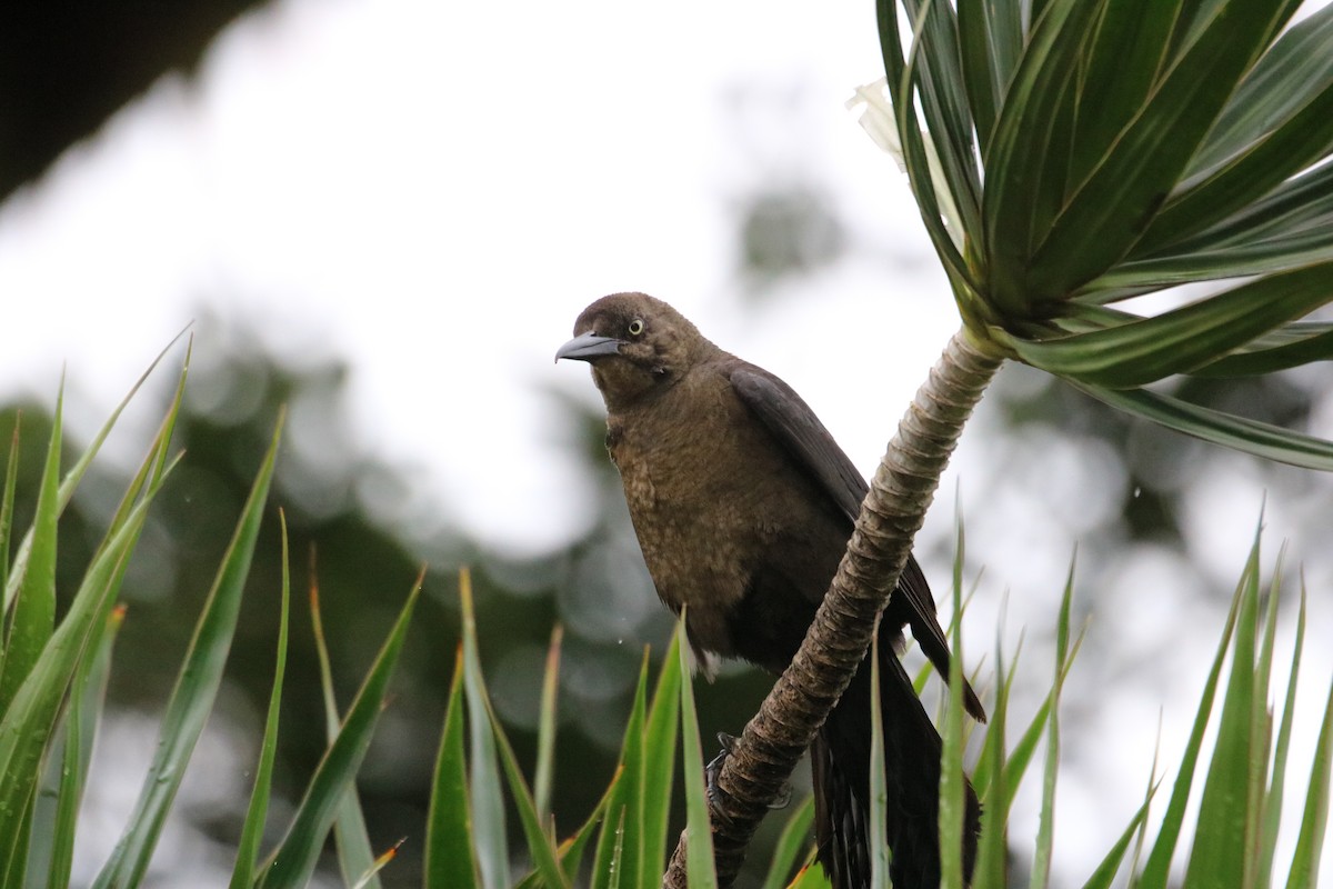 Great-tailed Grackle - ML638304737