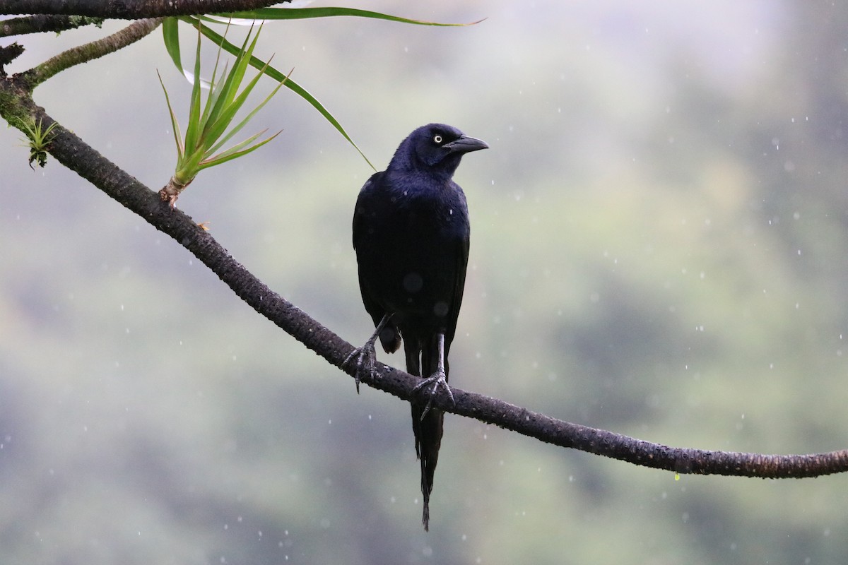Great-tailed Grackle - ML638304740