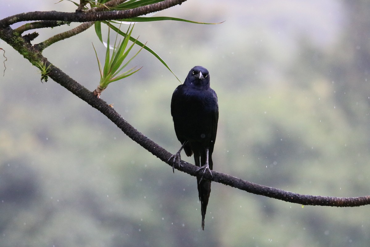 Great-tailed Grackle - ML638304741