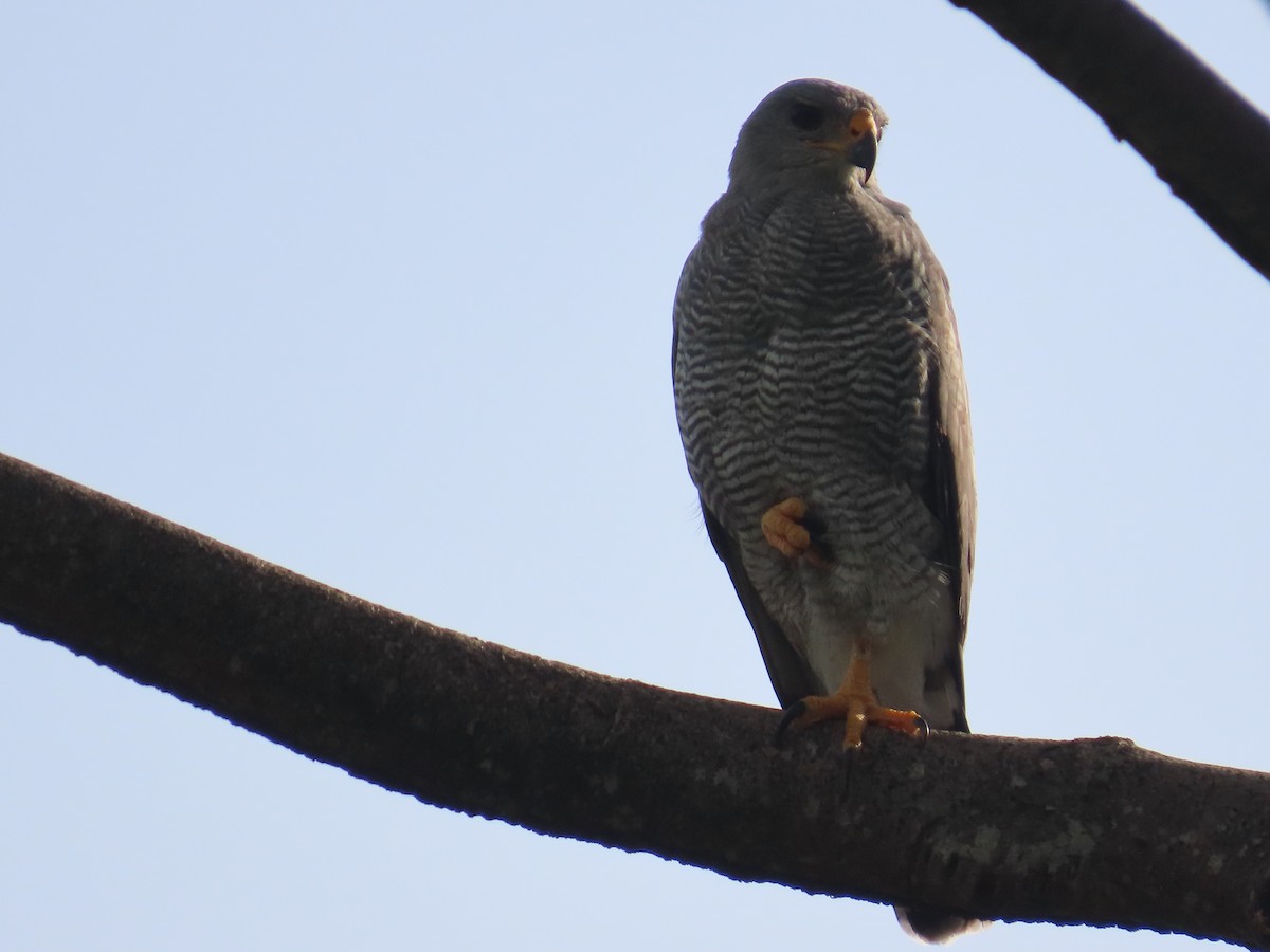 Gray Hawk - ML638304742