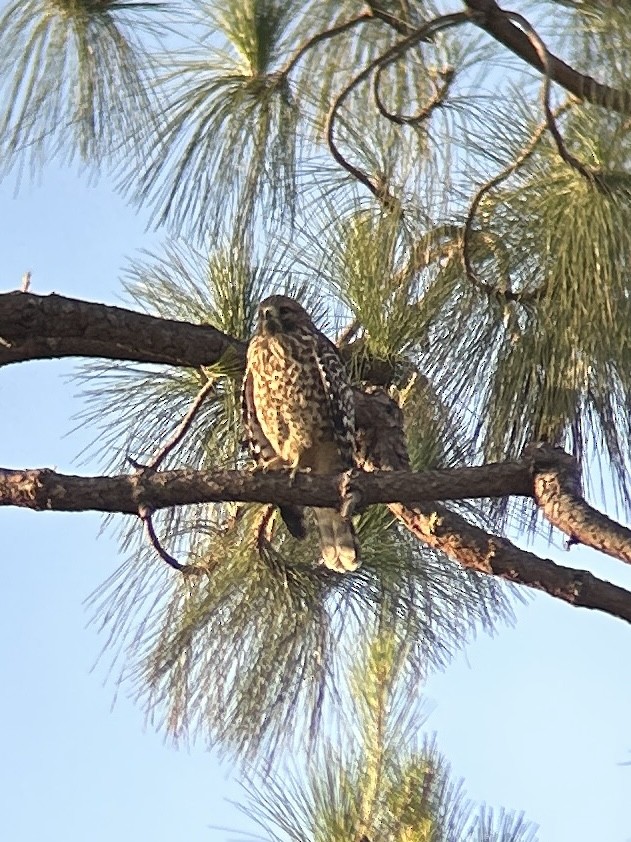 Red-shouldered Hawk - ML638304743