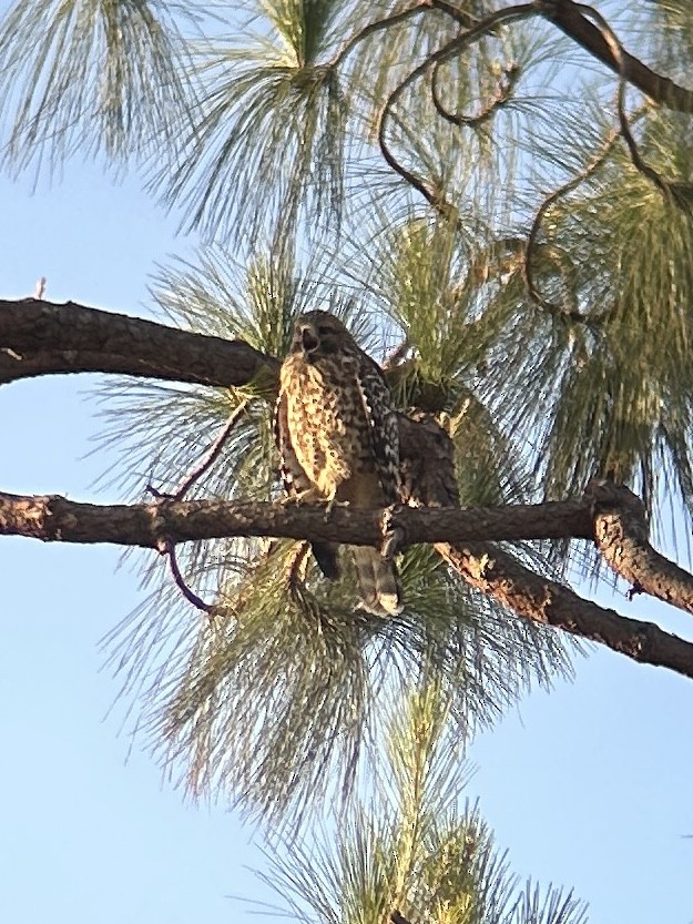 Red-shouldered Hawk - ML638304746
