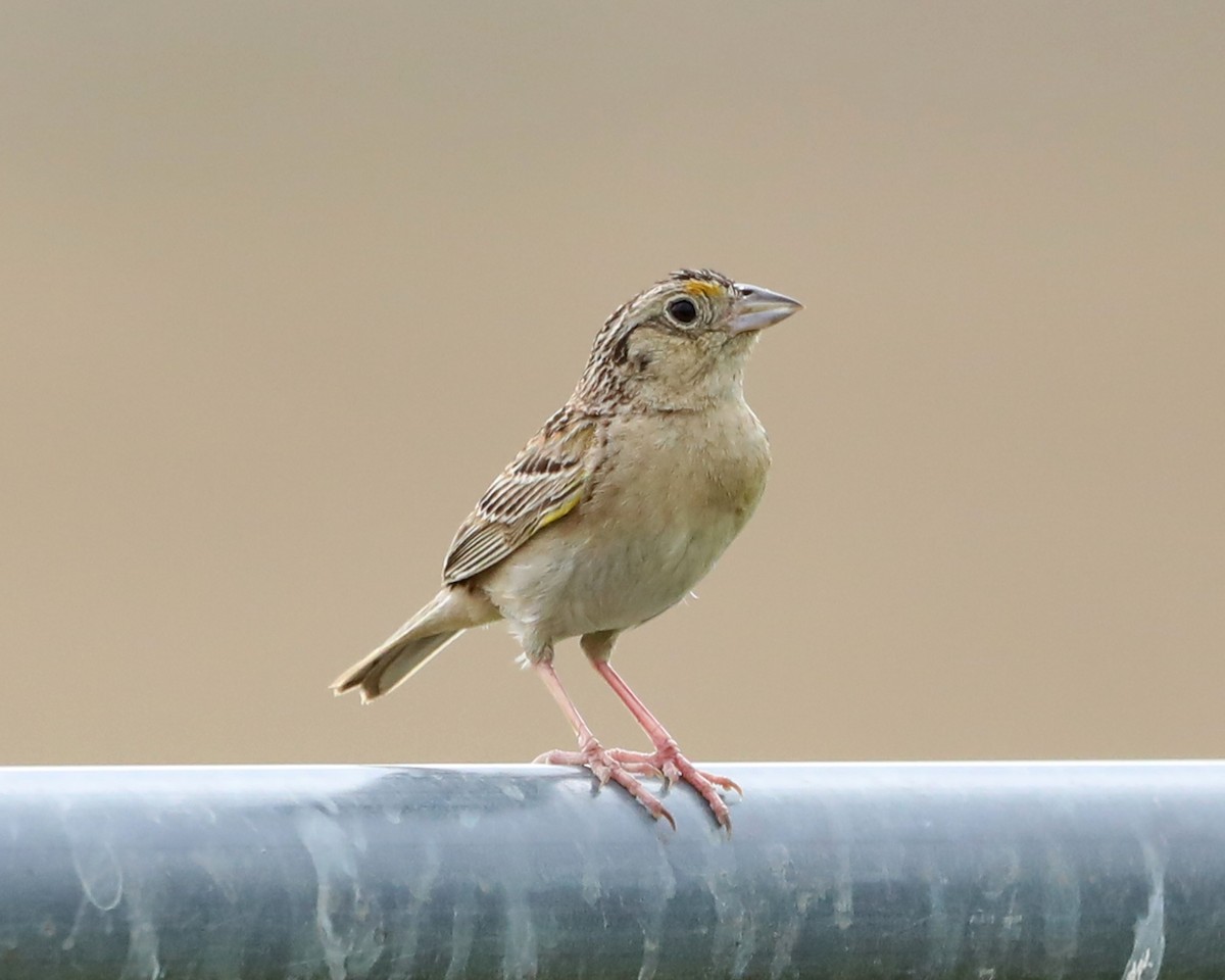 Grasshopper Sparrow - ML638304747