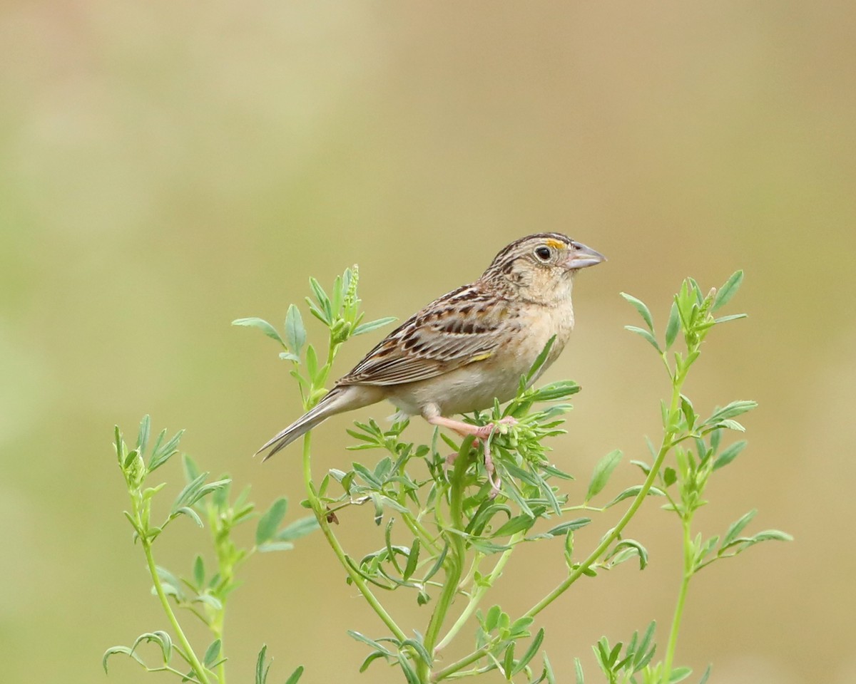 Grasshopper Sparrow - ML638304751