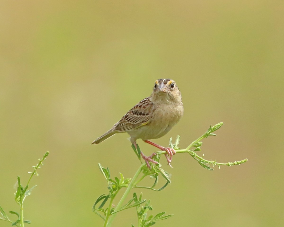 Grasshopper Sparrow - ML638304752