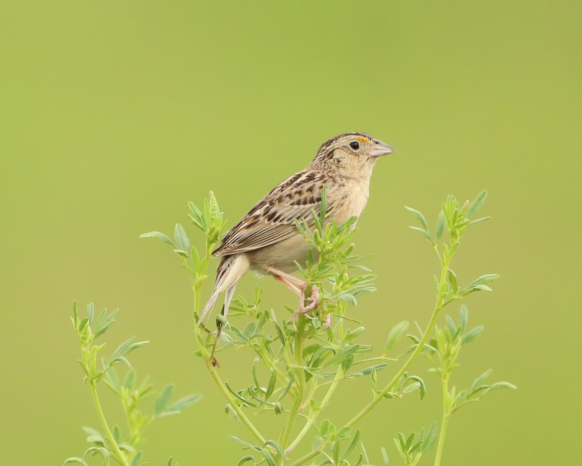 Grasshopper Sparrow - ML638304753