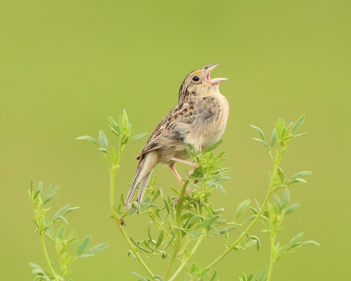 Grasshopper Sparrow - ML638304755
