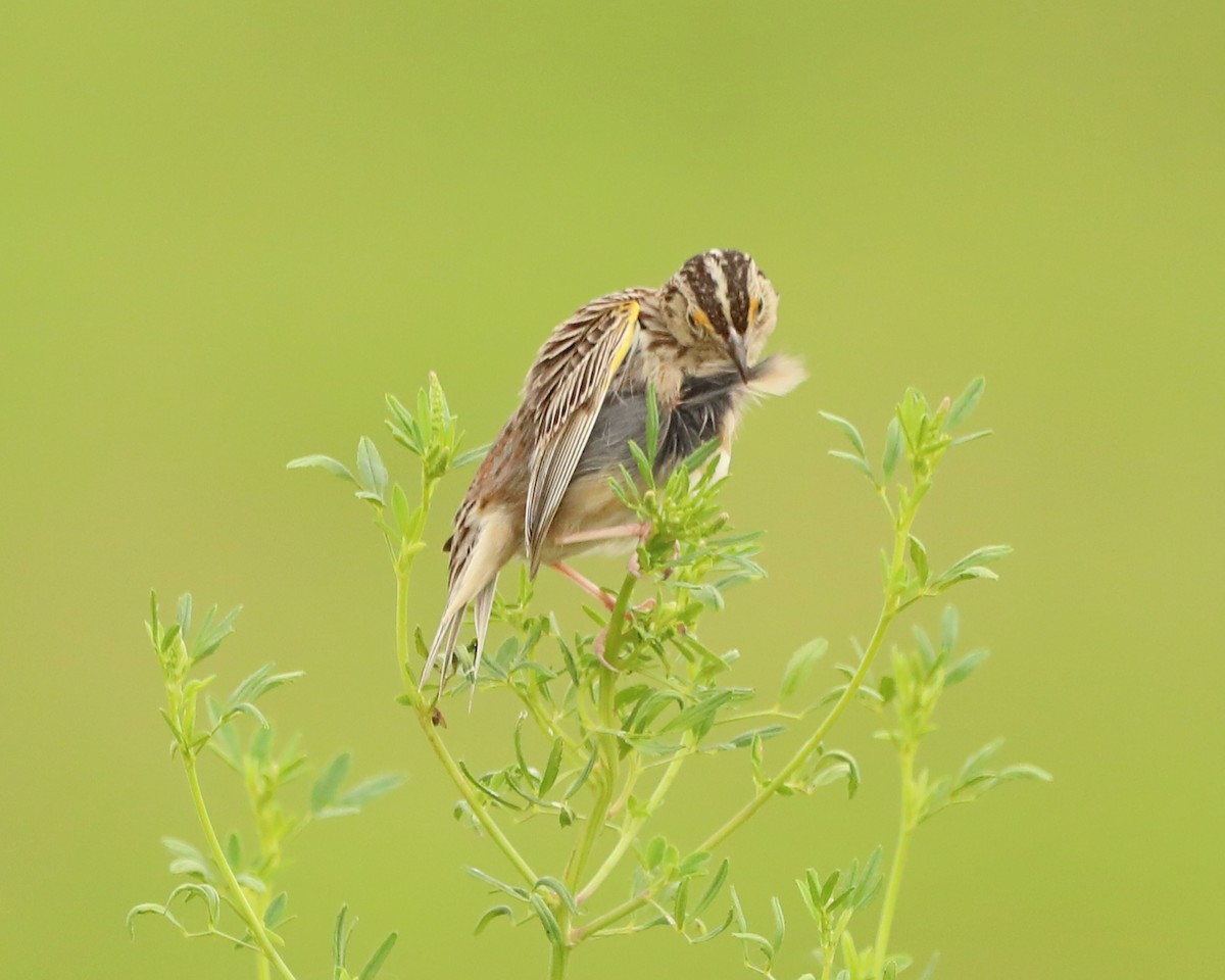Grasshopper Sparrow - ML638304756