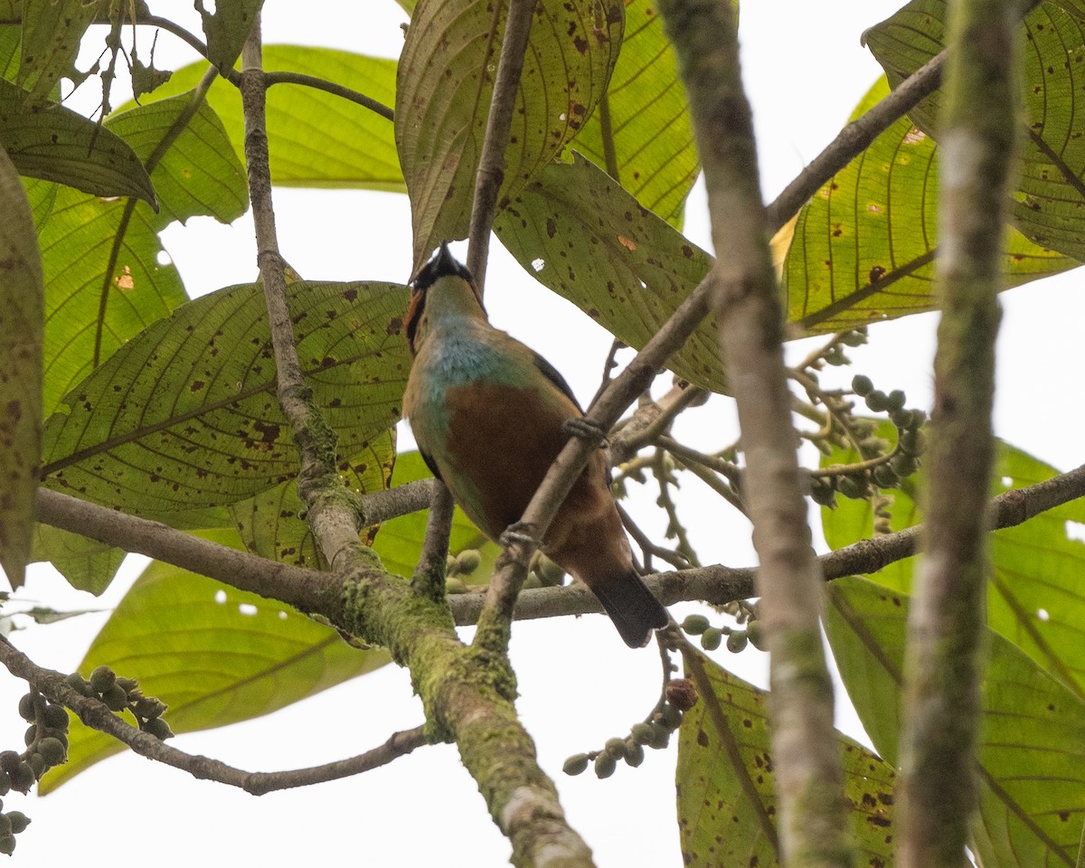 Golden-eared Tanager - ML638304758