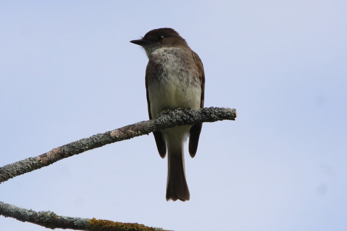 Eastern Phoebe - ML638304759