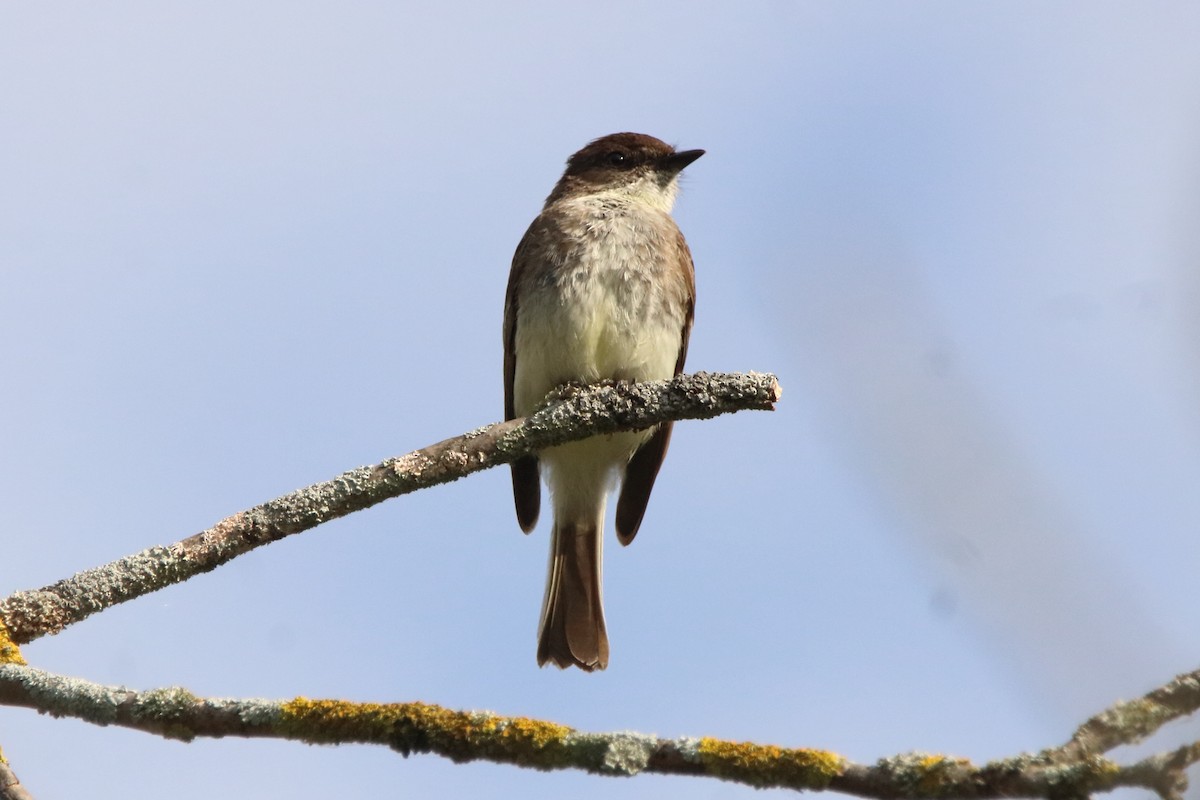 Eastern Phoebe - ML638304760