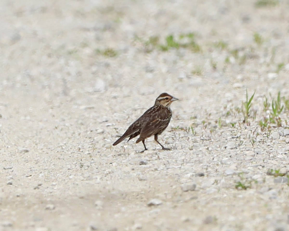 Red-winged Blackbird - ML638304770