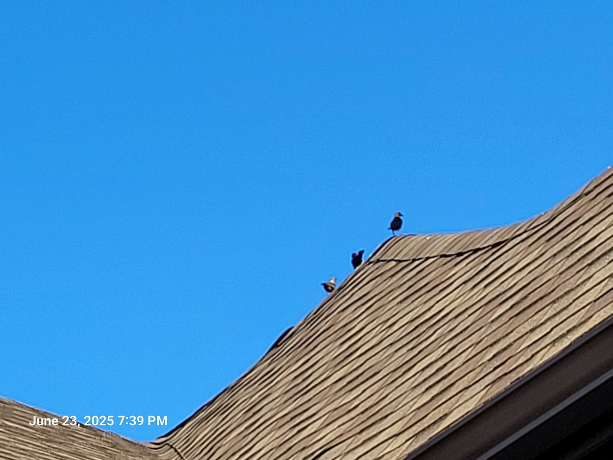 Brown-headed Cowbird - ML638304775