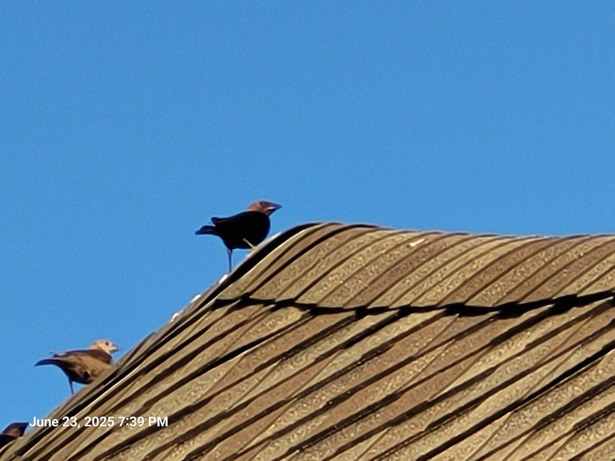 Brown-headed Cowbird - ML638304776