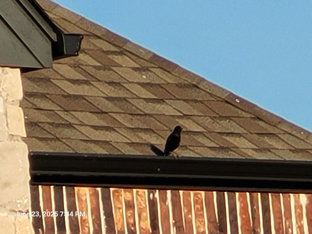 European Starling - ML638304777