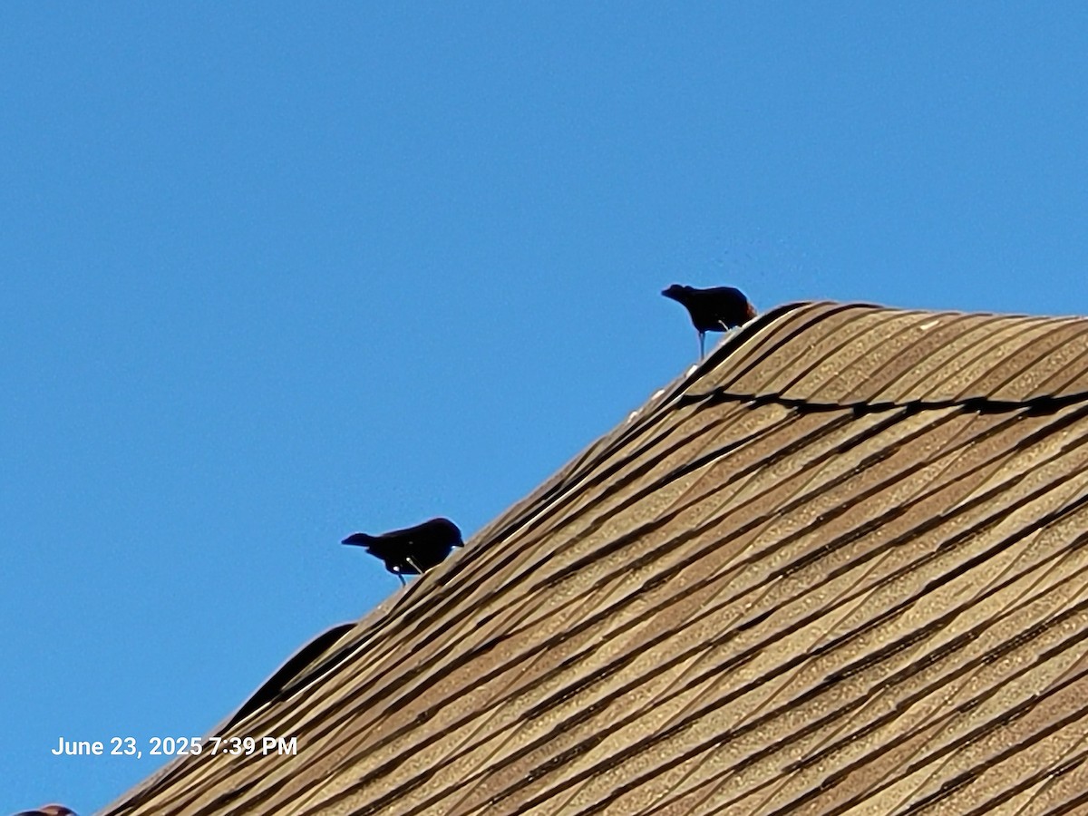 European Starling - ML638304781