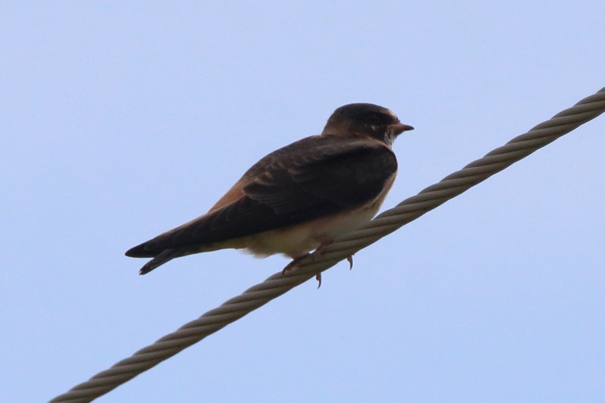 Cliff Swallow - ML638304787
