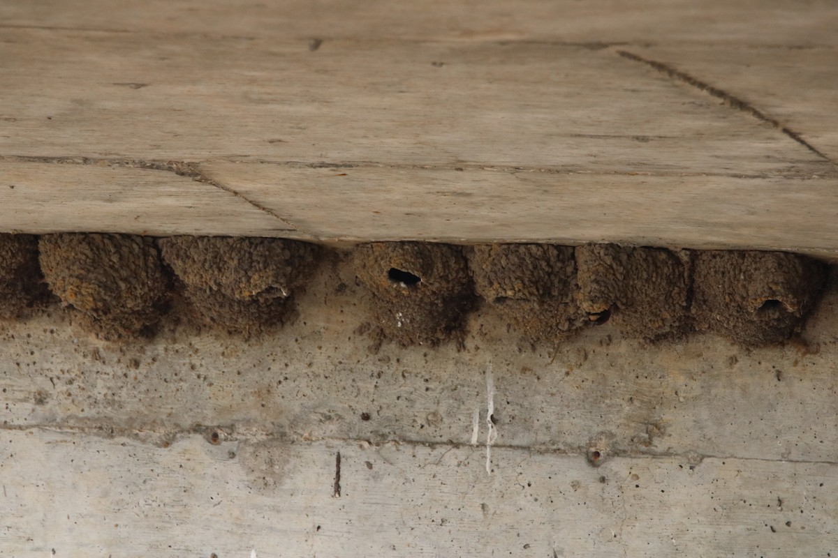 Cliff Swallow - ML638304789