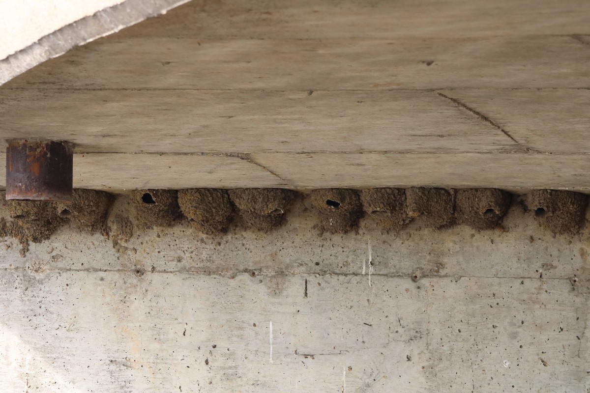 Cliff Swallow - ML638304790