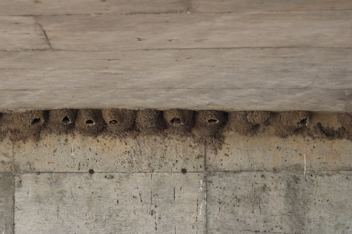 Cliff Swallow - ML638304791