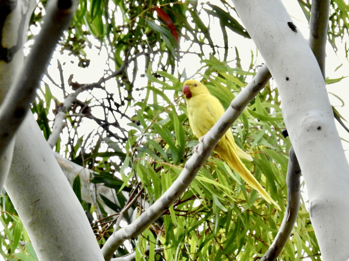 Rose-ringed Parakeet - ML638304795