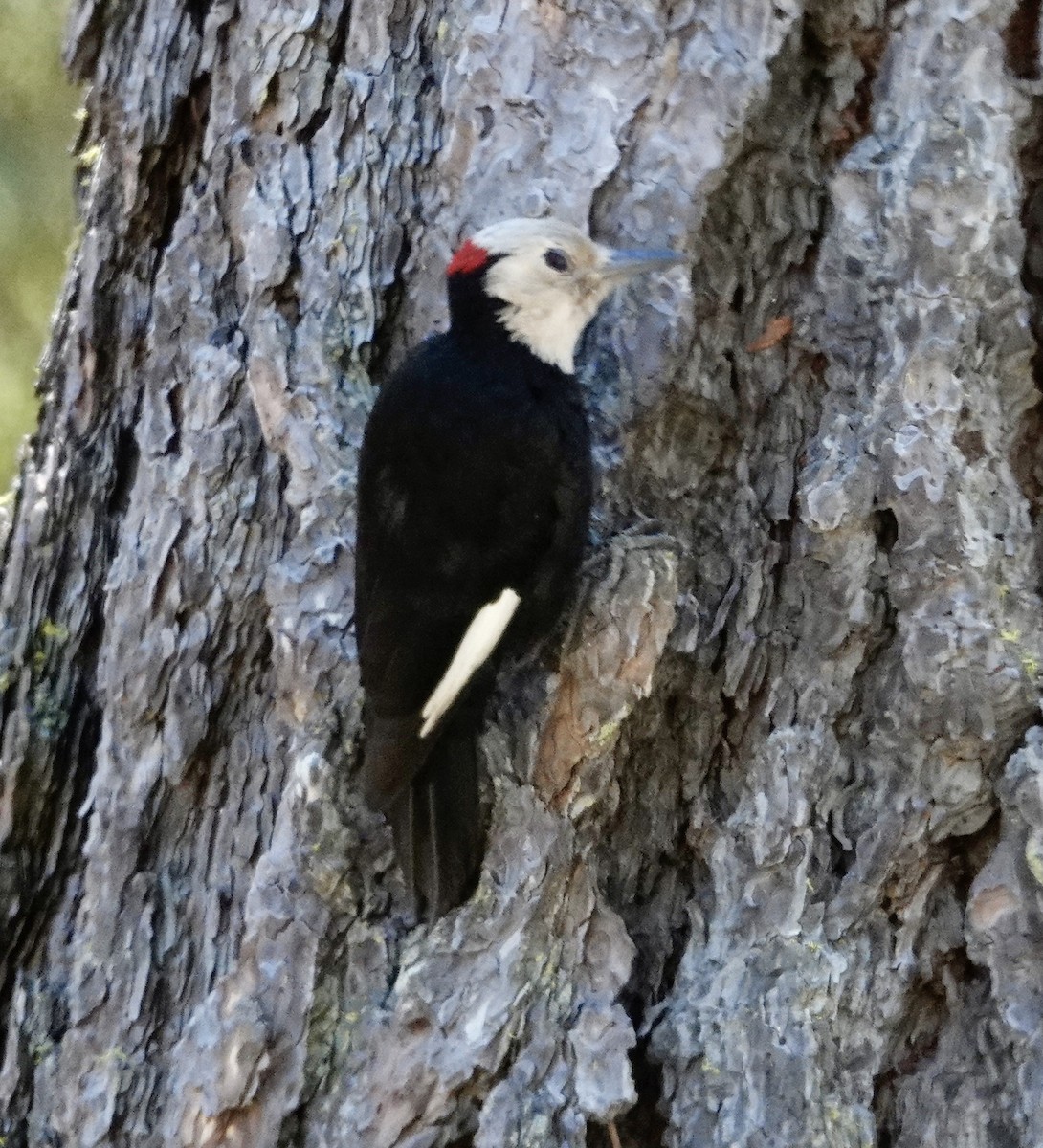 White-headed Woodpecker - ML638304798
