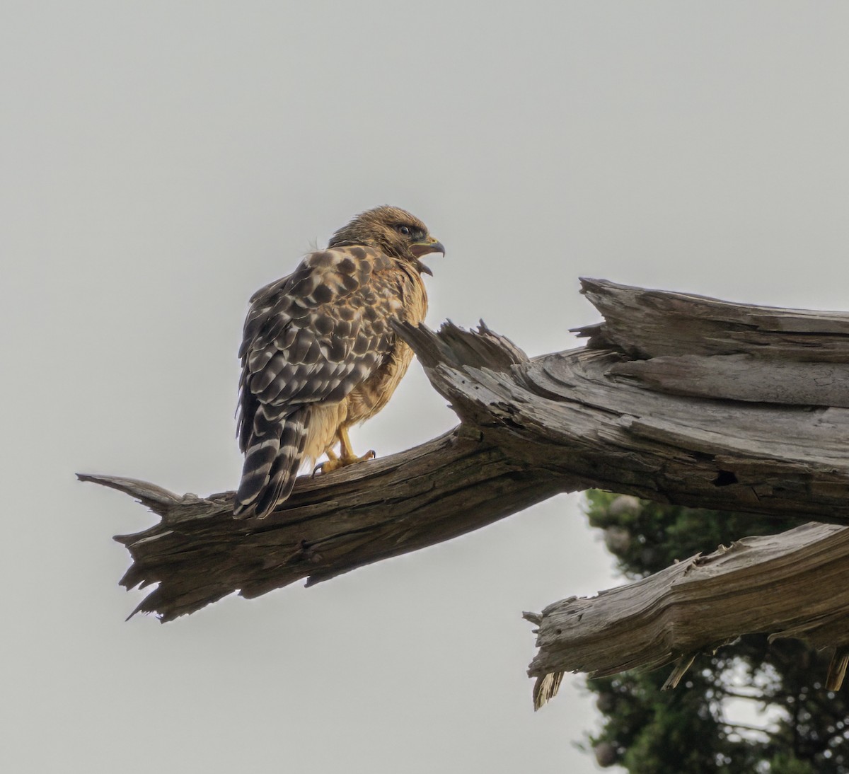 Red-shouldered Hawk - ML638304804