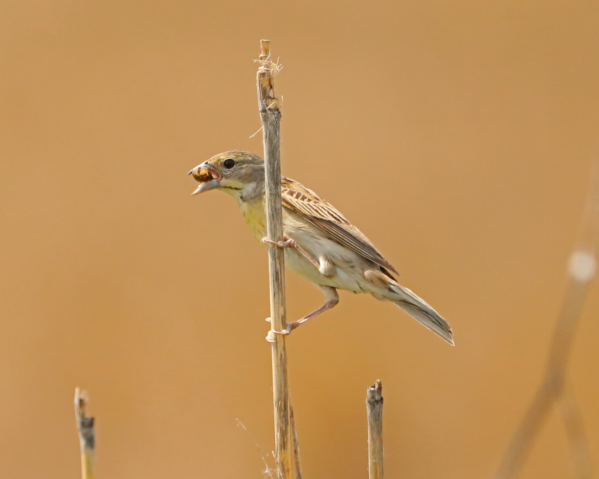 Dickcissel - ML638304809