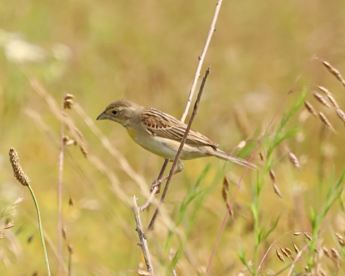 Dickcissel - ML638304811