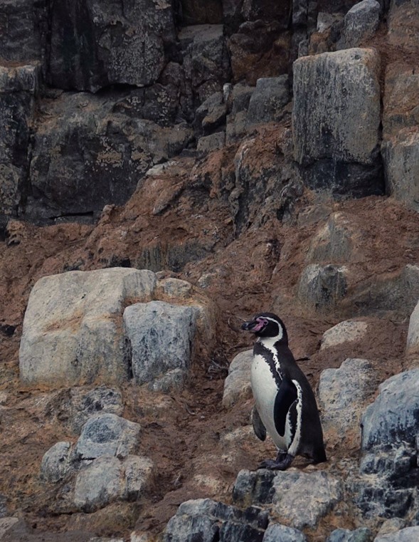 Humboldt Penguin - ML638304821