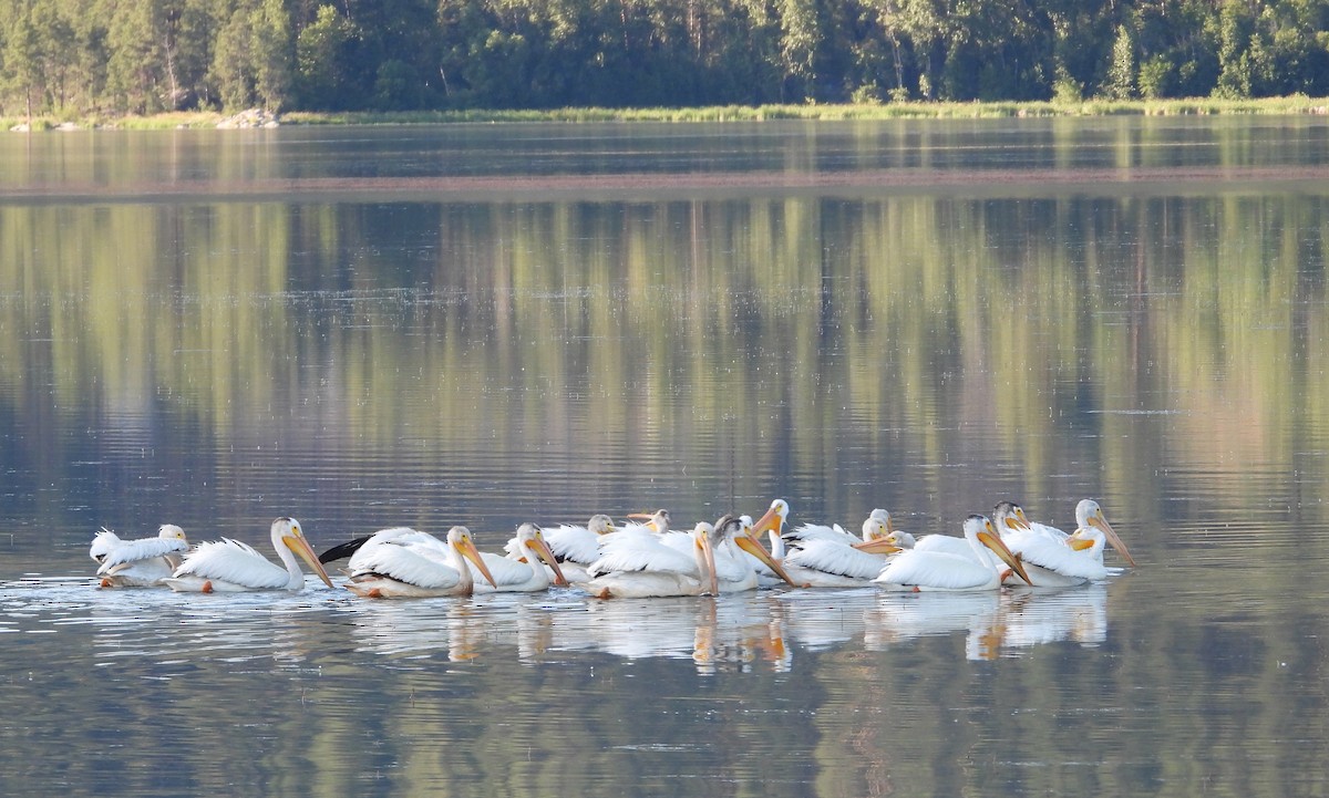 American White Pelican - ML638304822