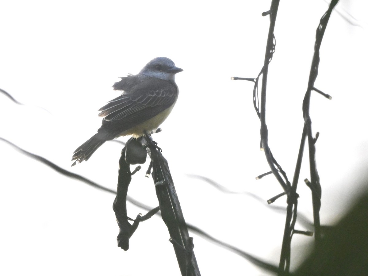 Tropical Kingbird - ML638304824