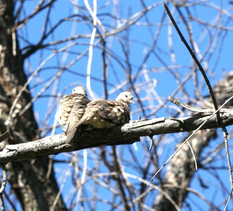 Inca Dove - ML638304827
