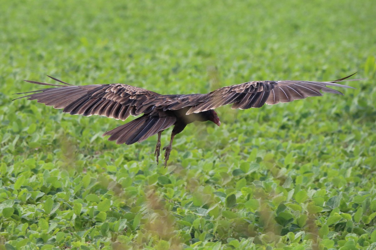 Turkey Vulture - ML638304829