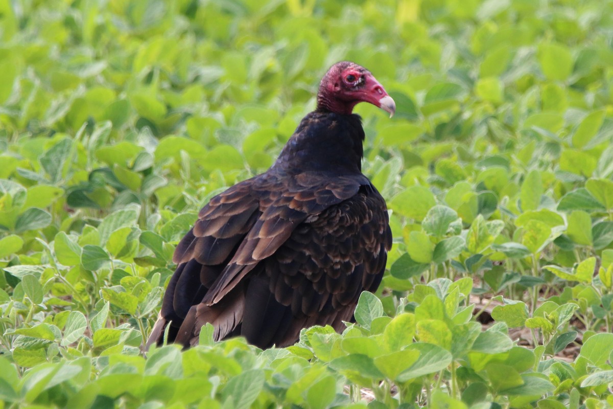 Turkey Vulture - ML638304831