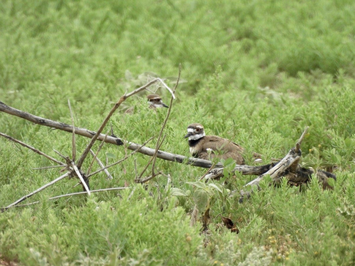 Killdeer - ML638304844