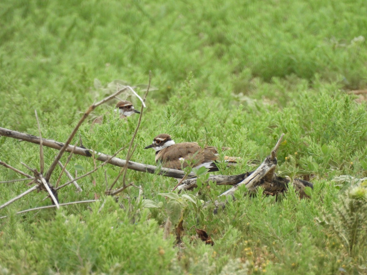 Killdeer - ML638304845