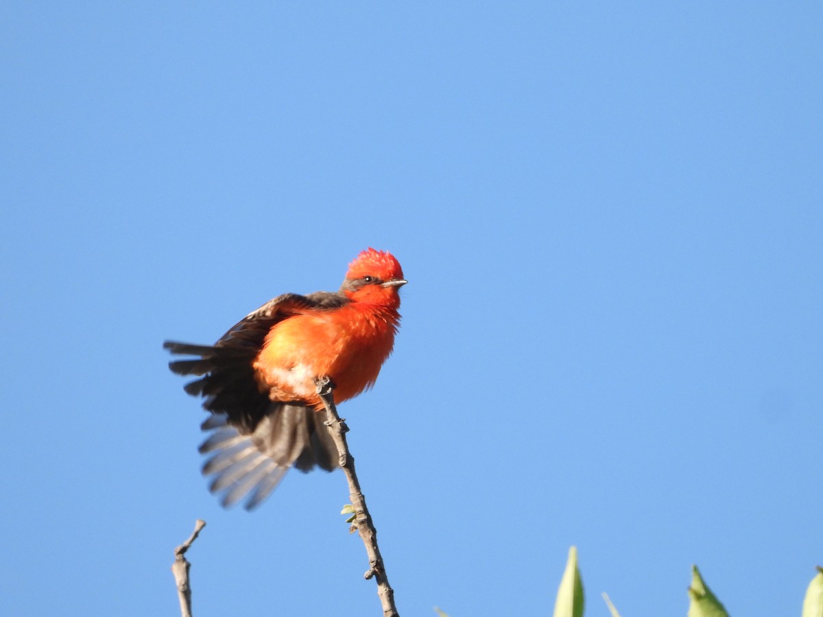 Vermilion Flycatcher - ML638304864