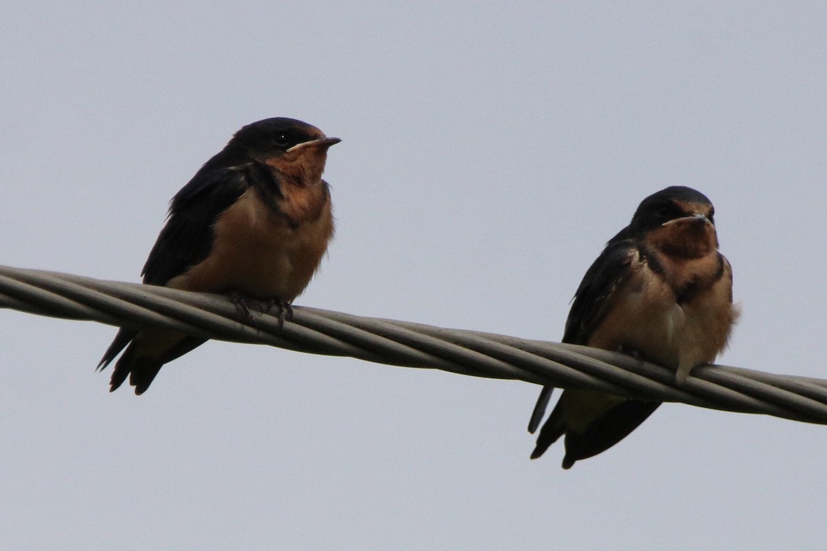 Barn Swallow - ML638304865