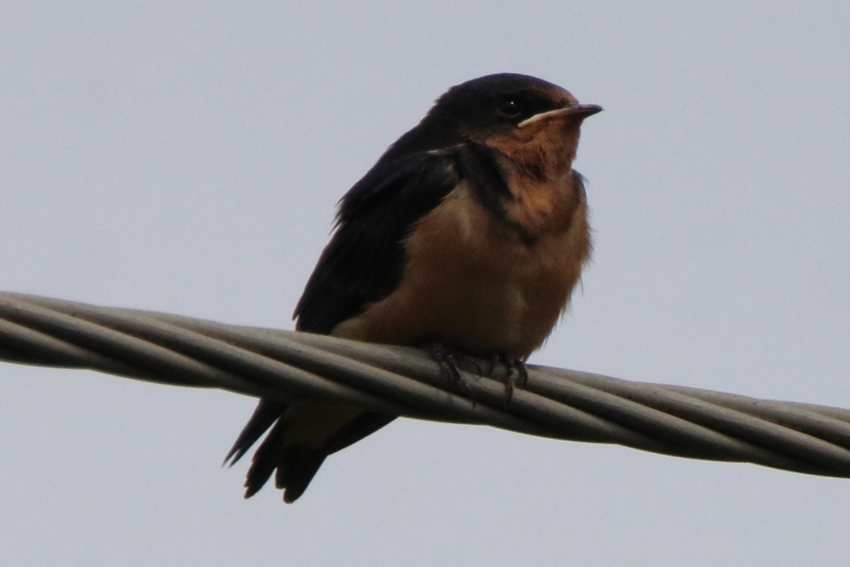 Barn Swallow - ML638304867