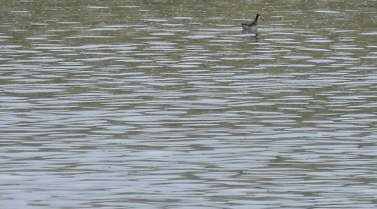 Wilson's Phalarope - ML638304868