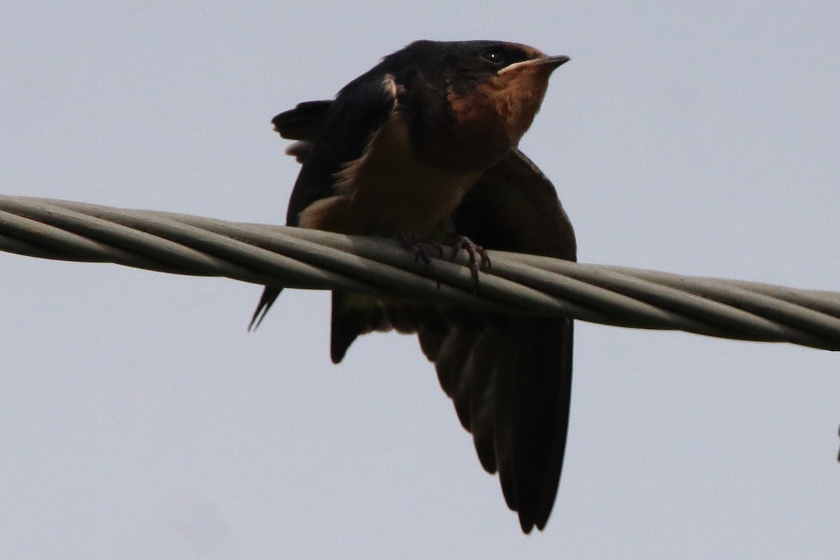 Barn Swallow - ML638304869